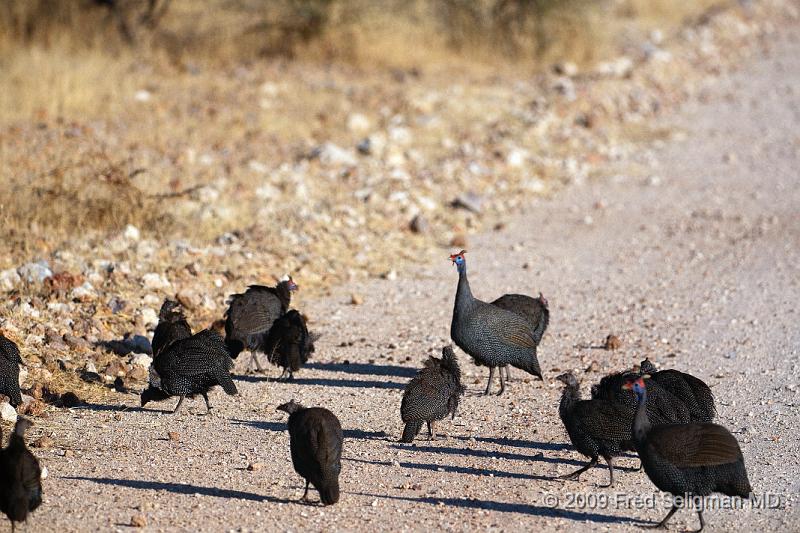 20090610_083854 D300 X1.jpg - Guinea Fowl, Etosha National Park, Namibia